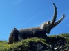 Die Steinbockrunde