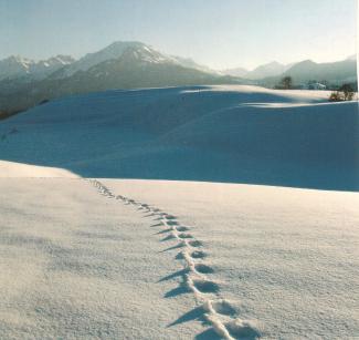 Spuren im Schnee