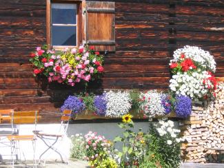 Blumen auf der Alpe