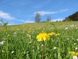 Wie eine kleine Sonne....