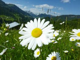 Bergbahnticket Einführungspreis Sommer 2011